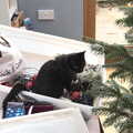 Molly kitten helps with Christmas decorating, Dove Players' Trouble in Pantoland, Eye Community Centre, Suffolk - 11th December 2021