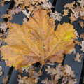 2021 A giant leaf surrounded by oak leaves