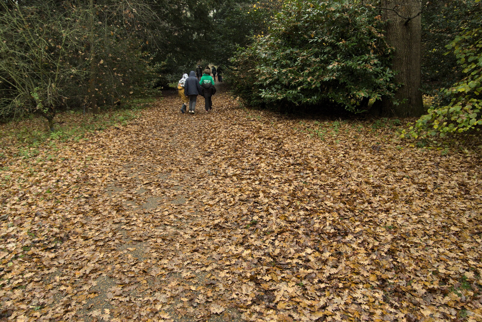 A carpet of leaves from A Return to Thornham Walks, Thornham, Suffolk - 19th December 2021