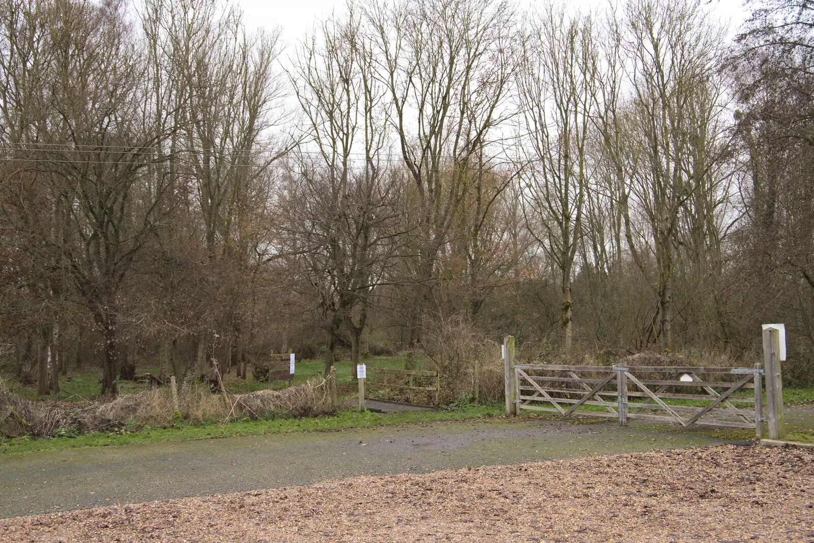 The woods by the town moors, from Scooters and a Bit of Christmas Shopping, Eye and Norwich, Norfolk - 23rd December 2021