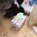 Molly Kitten plays around under the tree, Christmas Day at Home, Brome, Suffolk - 25th December 2021