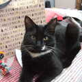 Lucy the Kitten, Christmas Day at Home, Brome, Suffolk - 25th December 2021