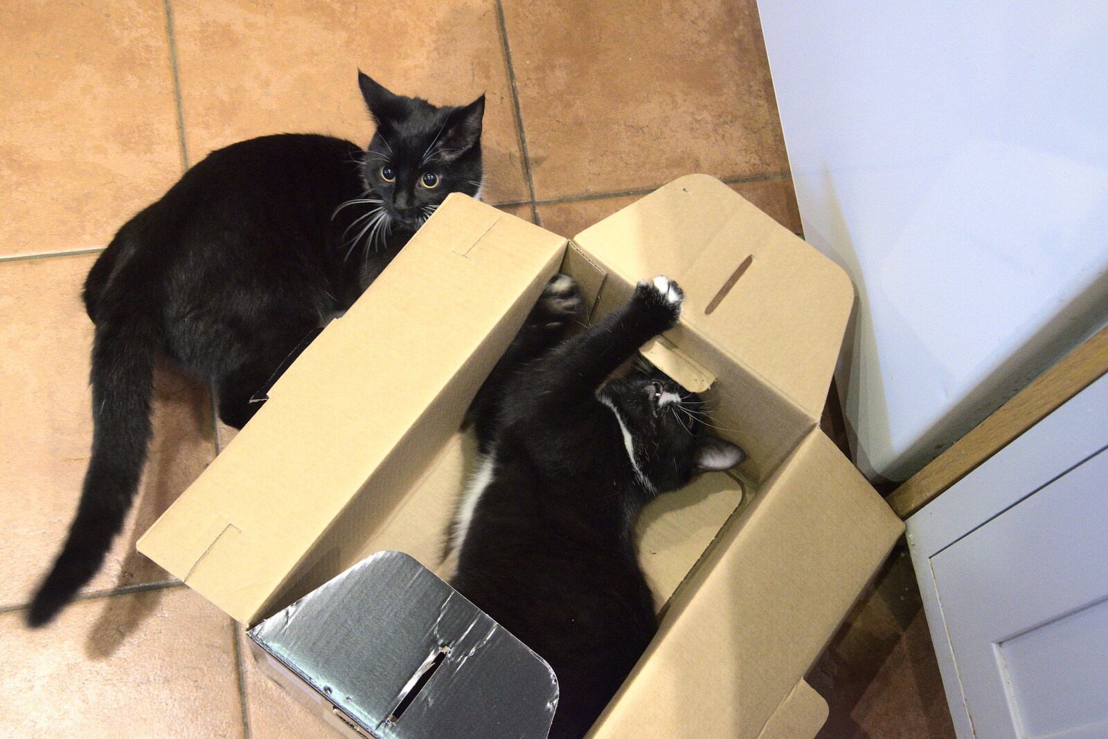 The kittens play around in a cardboard box from Christmas Day at Home, Brome, Suffolk - 25th December 2021