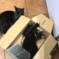 The kittens play around in a cardboard box, Christmas Day at Home, Brome, Suffolk - 25th December 2021