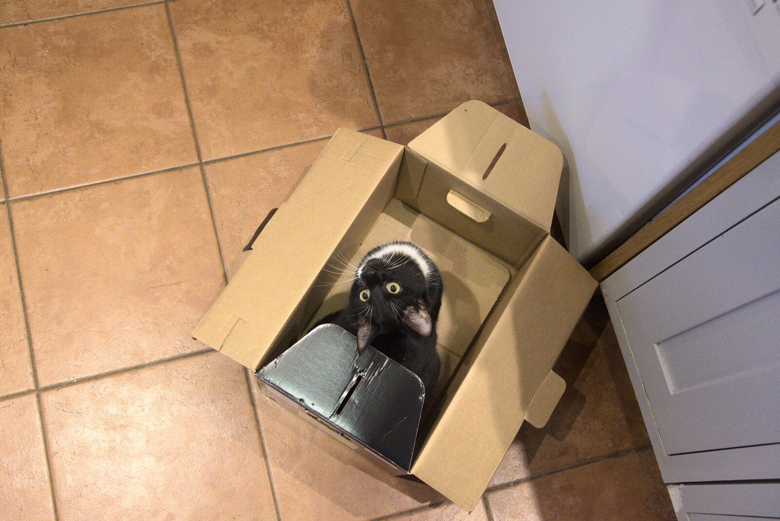Kitten in a box from Christmas Day at Home, Brome, Suffolk - 25th December 2021