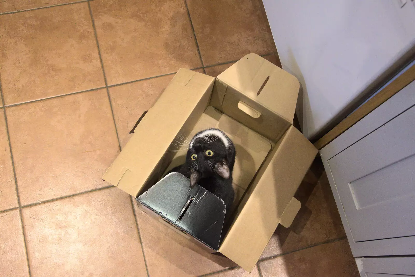 Kitten in a box, from Christmas Day at Home, Brome, Suffolk - 25th December 2021