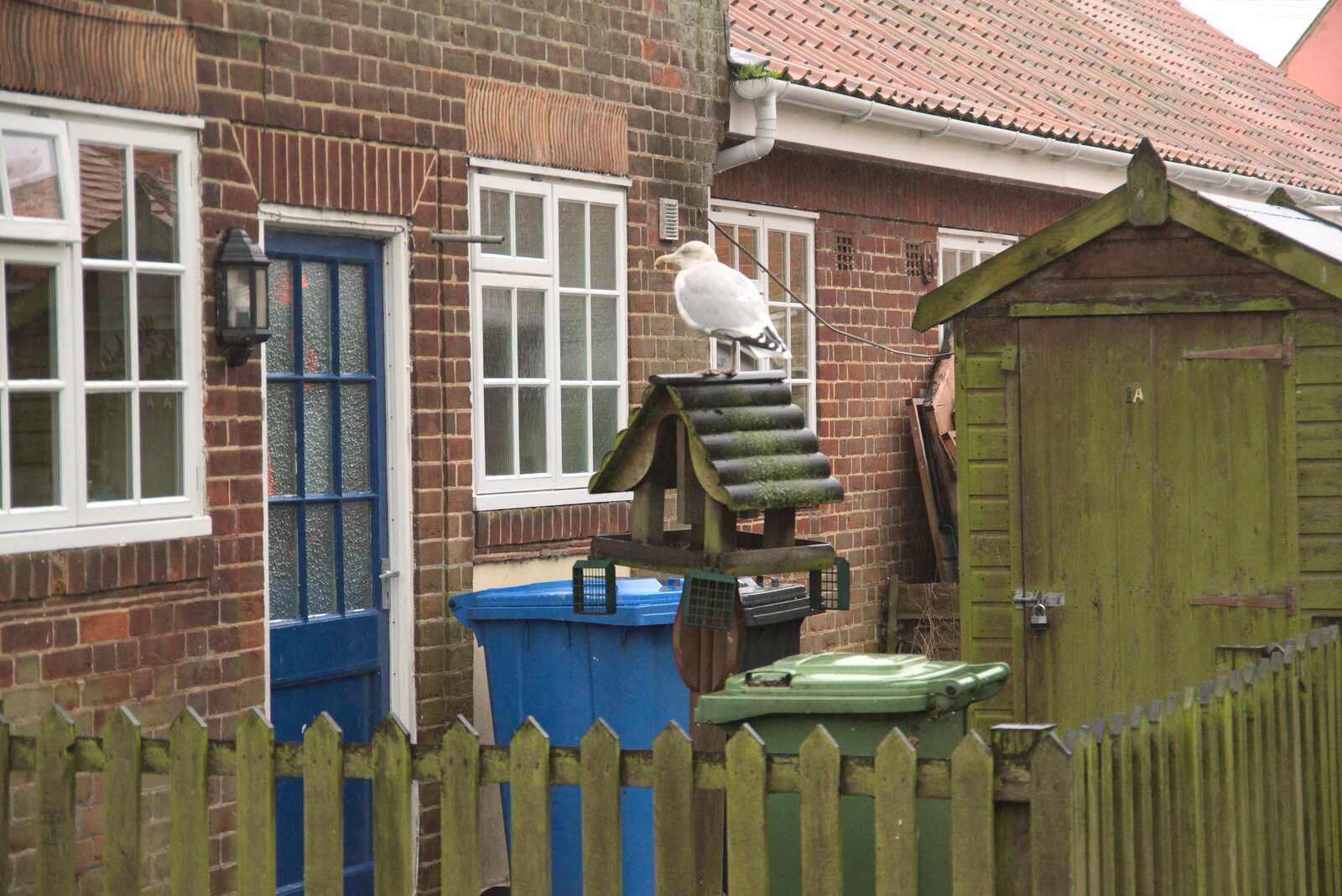 There's a massive gull on a bird table from A Few Hours at the Seaside, Southwold, Suffolk - 27th December 2021