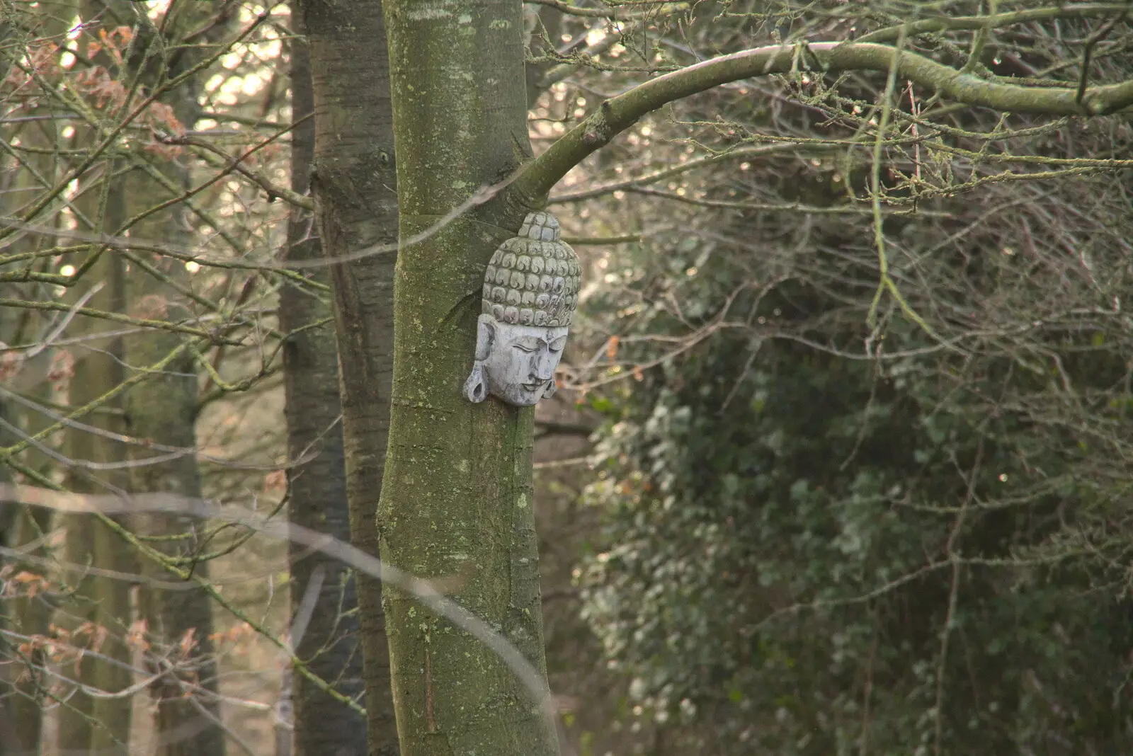 An Eastern-style head on a tree, from New Year's Day, Brome, Suffolk - 1st January 2022