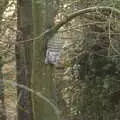 An Eastern-style head on a tree, New Year's Day, Brome, Suffolk - 1st January 2022