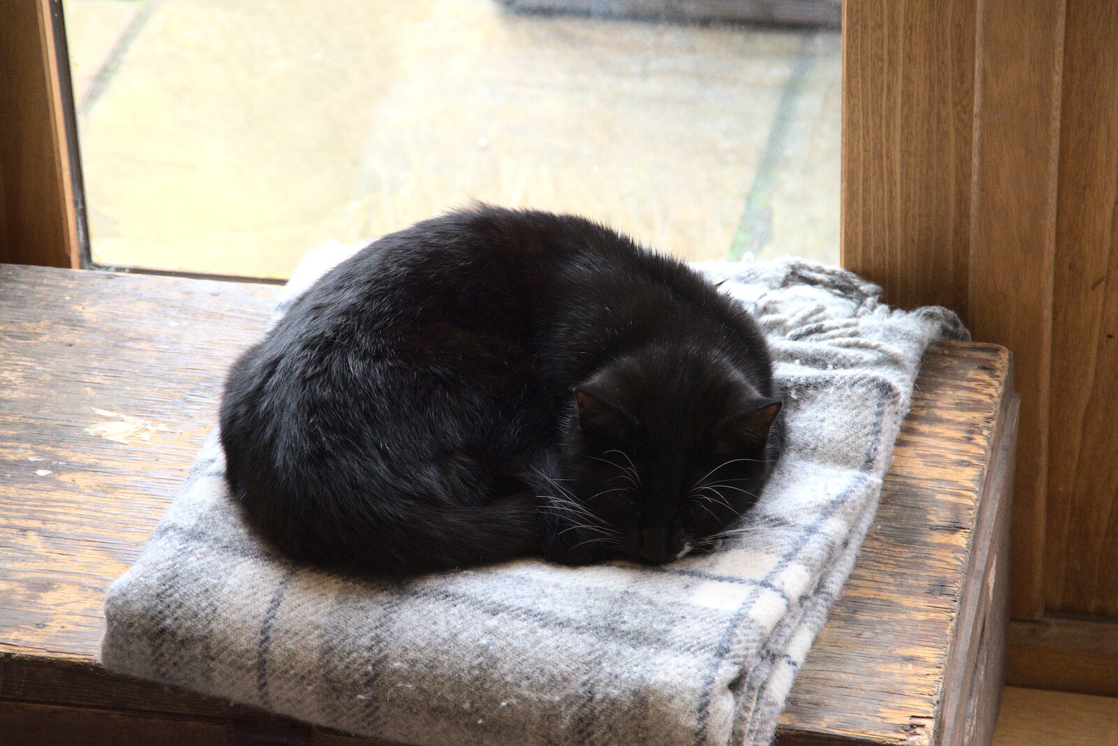 Lucy - Lunatic Kitten - has a sleep from New Year's Day, Brome, Suffolk - 1st January 2022