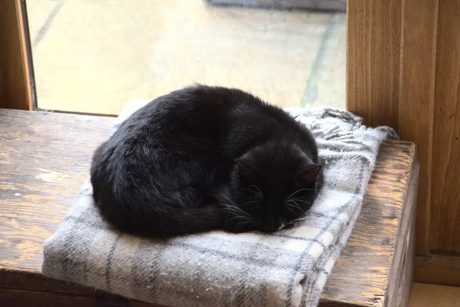 Lucy - Lunatic Kitten - has a sleep, from New Year's Day, Brome, Suffolk - 1st January 2022