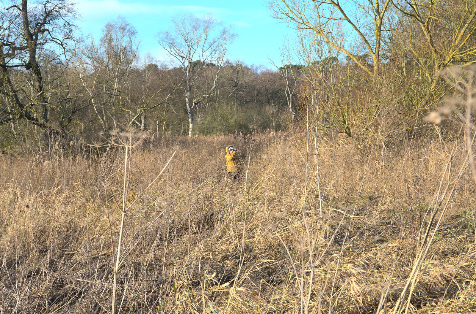 Harry's well camouflaged in the bushes from A Walk Around Knettishall Heath, Thetford, Norfolk - 2nd January 2022