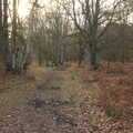 Low sun shines through the woods, A Walk Around Knettishall Heath, Thetford, Norfolk - 2nd January 2022