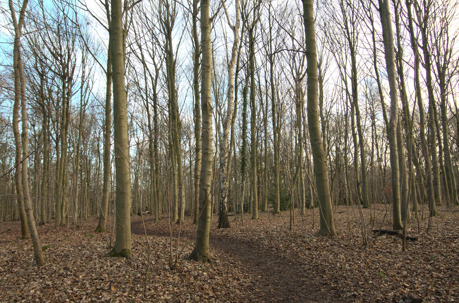 Bare birch trees from A Walk Around Knettishall Heath, Thetford, Norfolk - 2nd January 2022