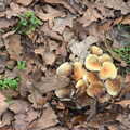 2022 Mushrooms in the dried leaves