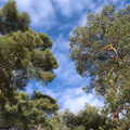 2022 A nice colour combination of trees and sky