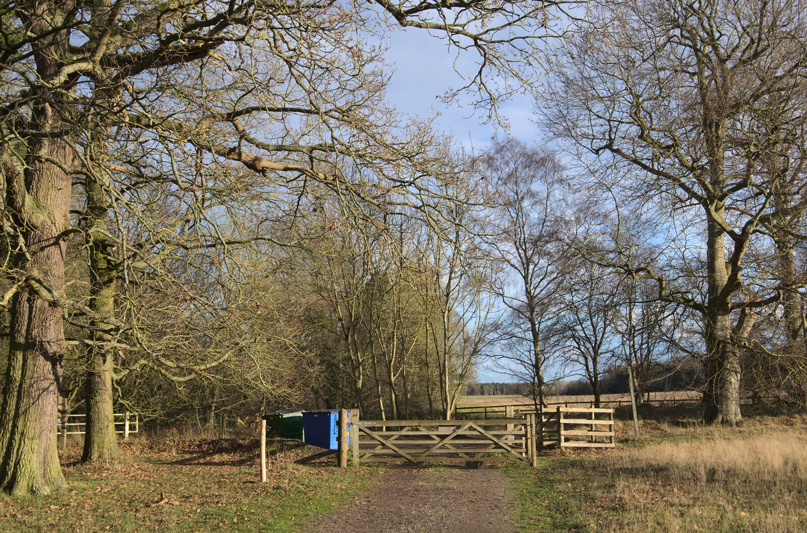 More bare trees and a gate from A Walk Around Knettishall Heath, Thetford, Norfolk - 2nd January 2022