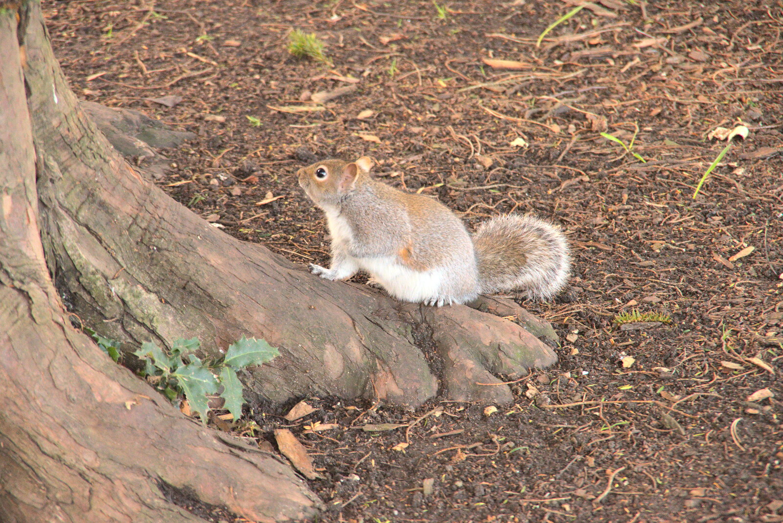 A wide-eyed squirrel runs around from A Few Hours in Bury St. Edmunds, Suffolk - 3rd January 2022