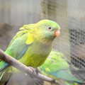 2022 A bright green parakeet