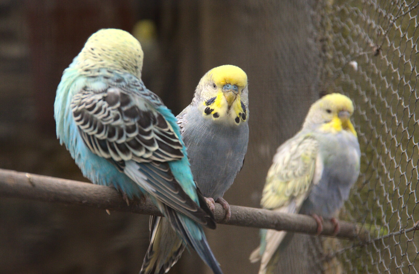 Budgerigars perch from A Few Hours in Bury St. Edmunds, Suffolk - 3rd January 2022