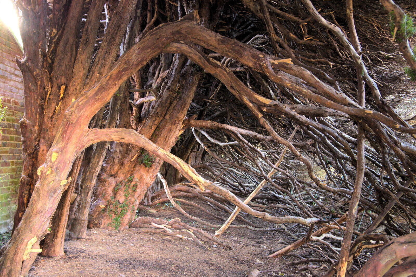 It's weird and impressive under the hedge from A Visit to Blickling Hall, Aylsham, Norfolk - 9th January 2022