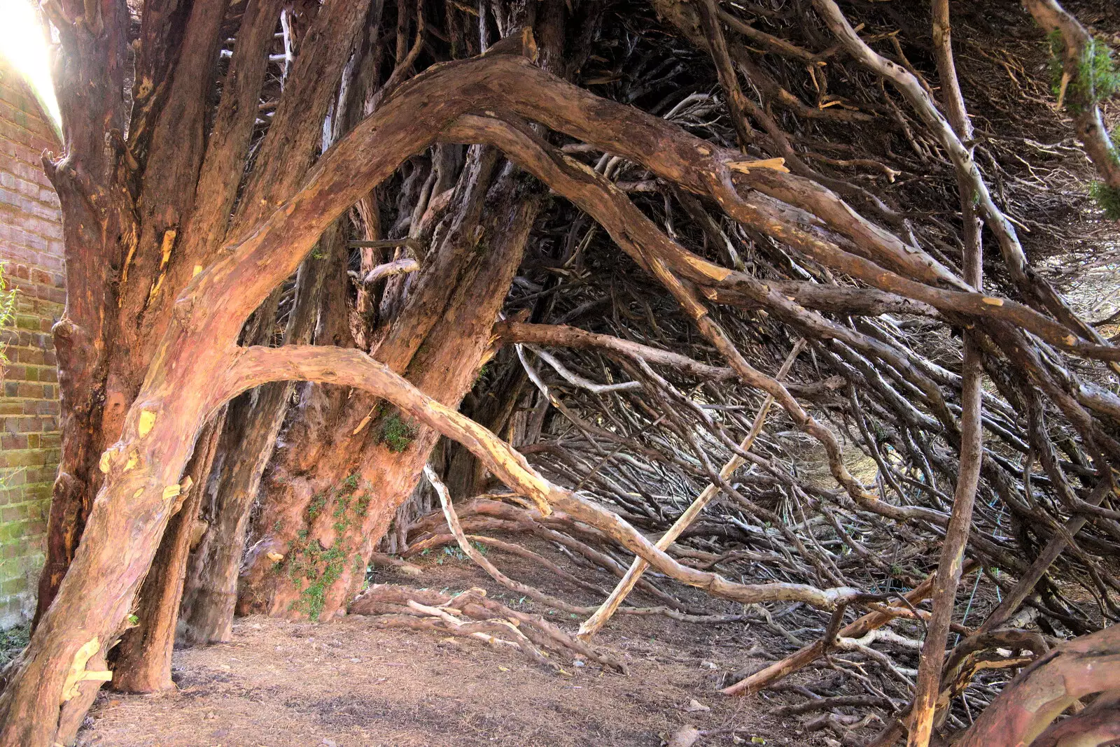 It's weird and impressive under the hedge, from A Visit to Blickling Hall, Aylsham, Norfolk - 9th January 2022