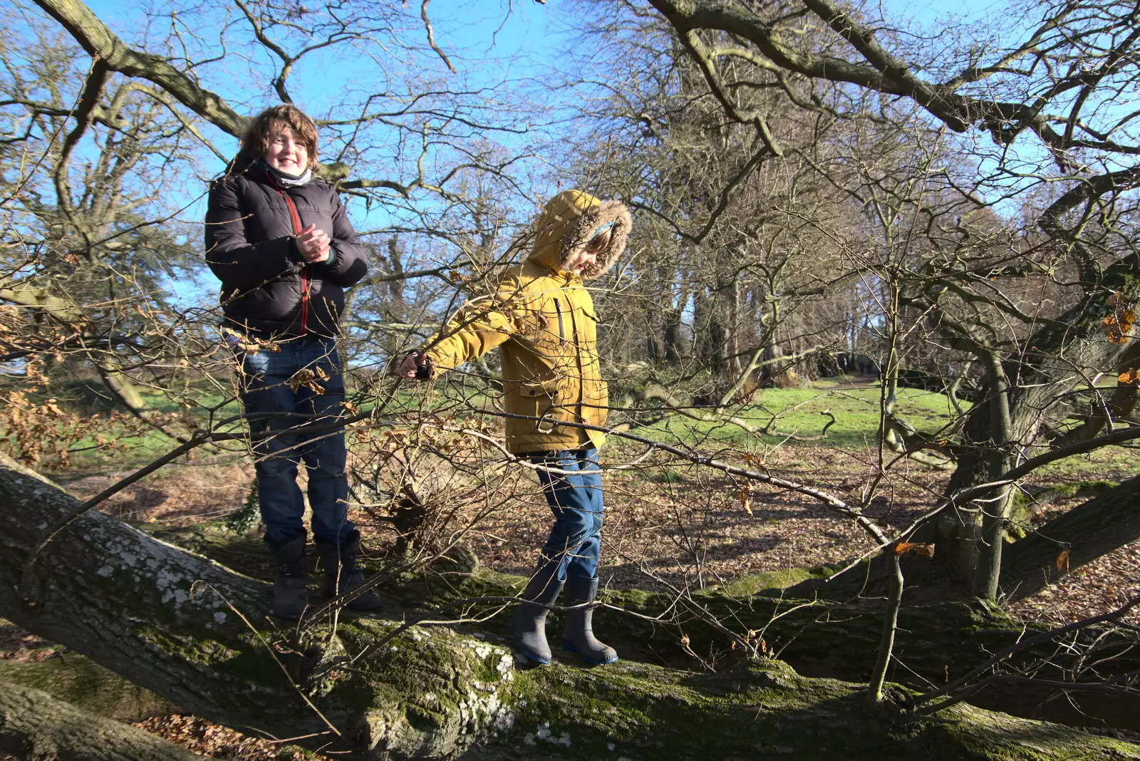 The boys head off into the spreading tree, from A Visit to Blickling Hall, Aylsham, Norfolk - 9th January 2022