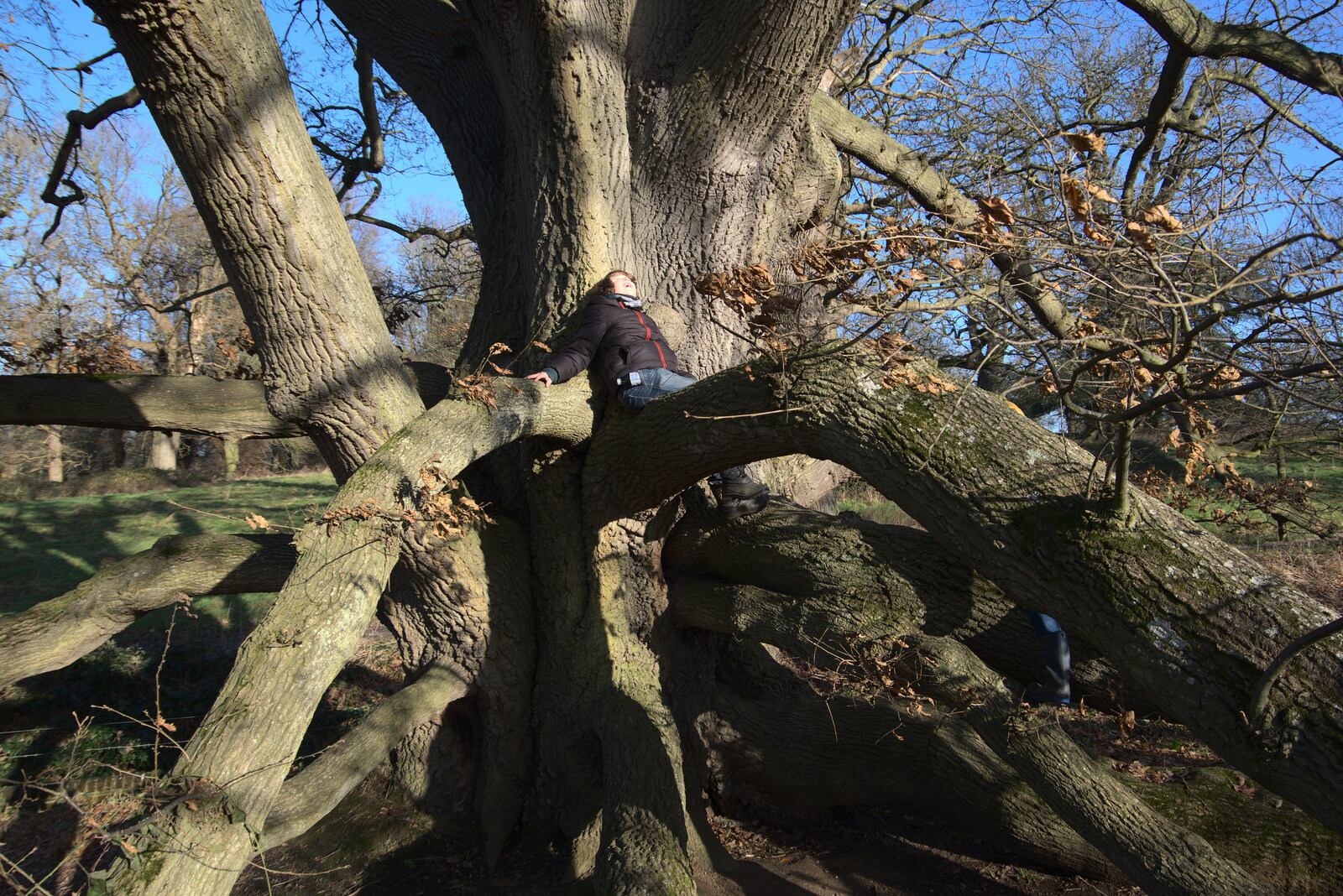 Fred's up a tree from A Visit to Blickling Hall, Aylsham, Norfolk - 9th January 2022