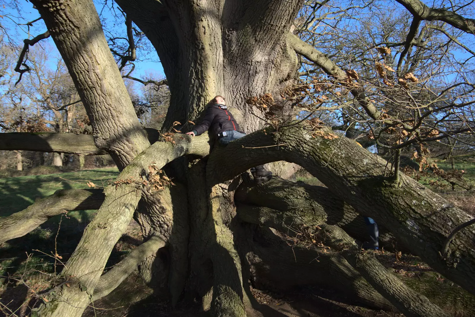 Fred's up a tree, from A Visit to Blickling Hall, Aylsham, Norfolk - 9th January 2022