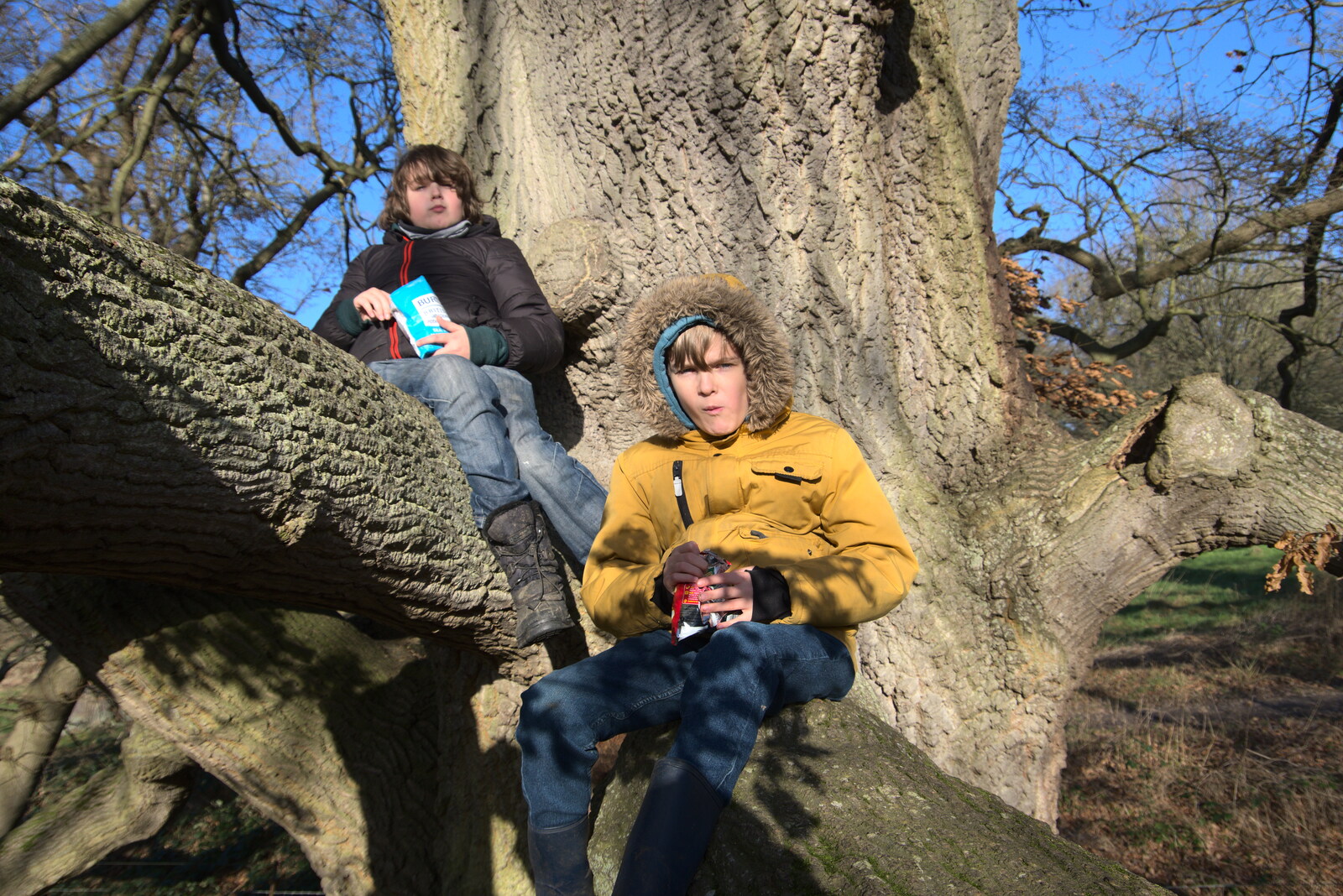 The boys eat crisps in the massive tree from A Visit to Blickling Hall, Aylsham, Norfolk - 9th January 2022