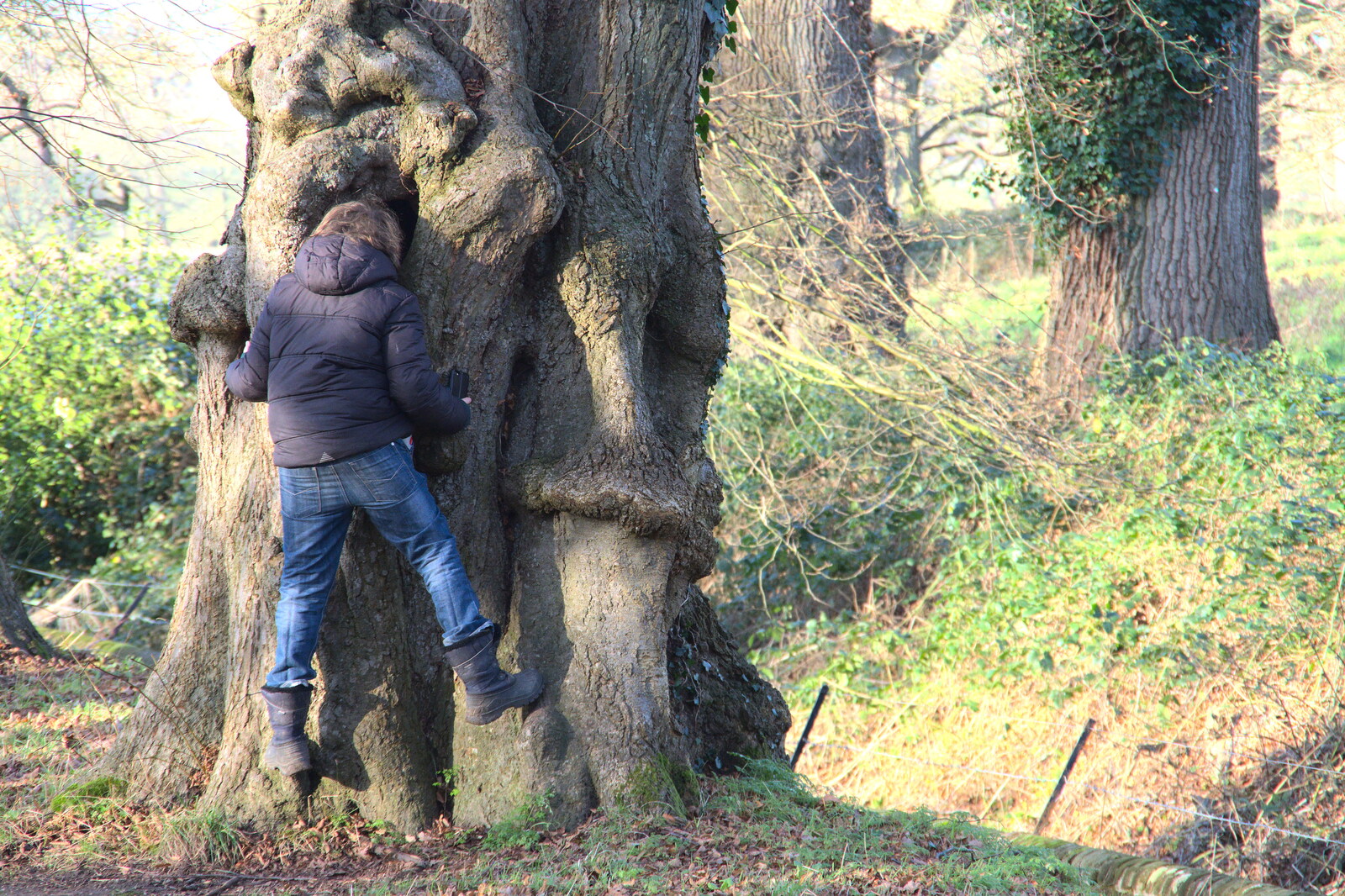 Fred peers into a hollow tree trunk from A Visit to Blickling Hall, Aylsham, Norfolk - 9th January 2022