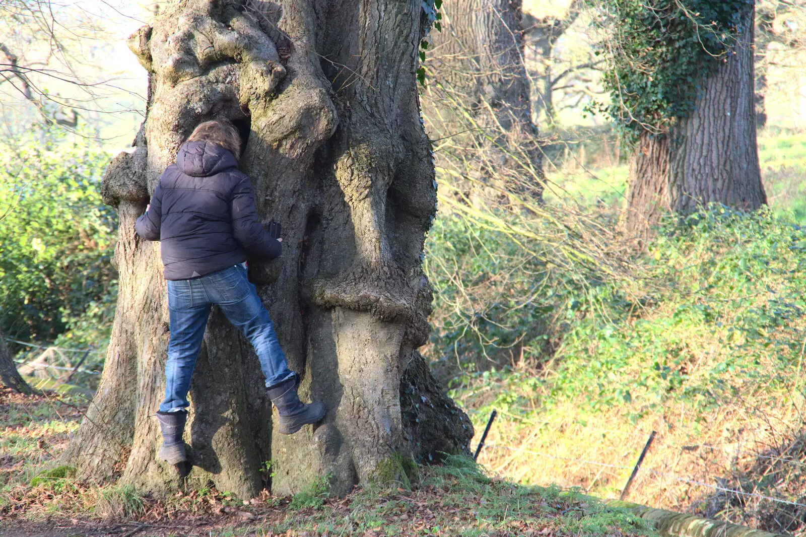 Fred peers into a hollow tree trunk, from A Visit to Blickling Hall, Aylsham, Norfolk - 9th January 2022