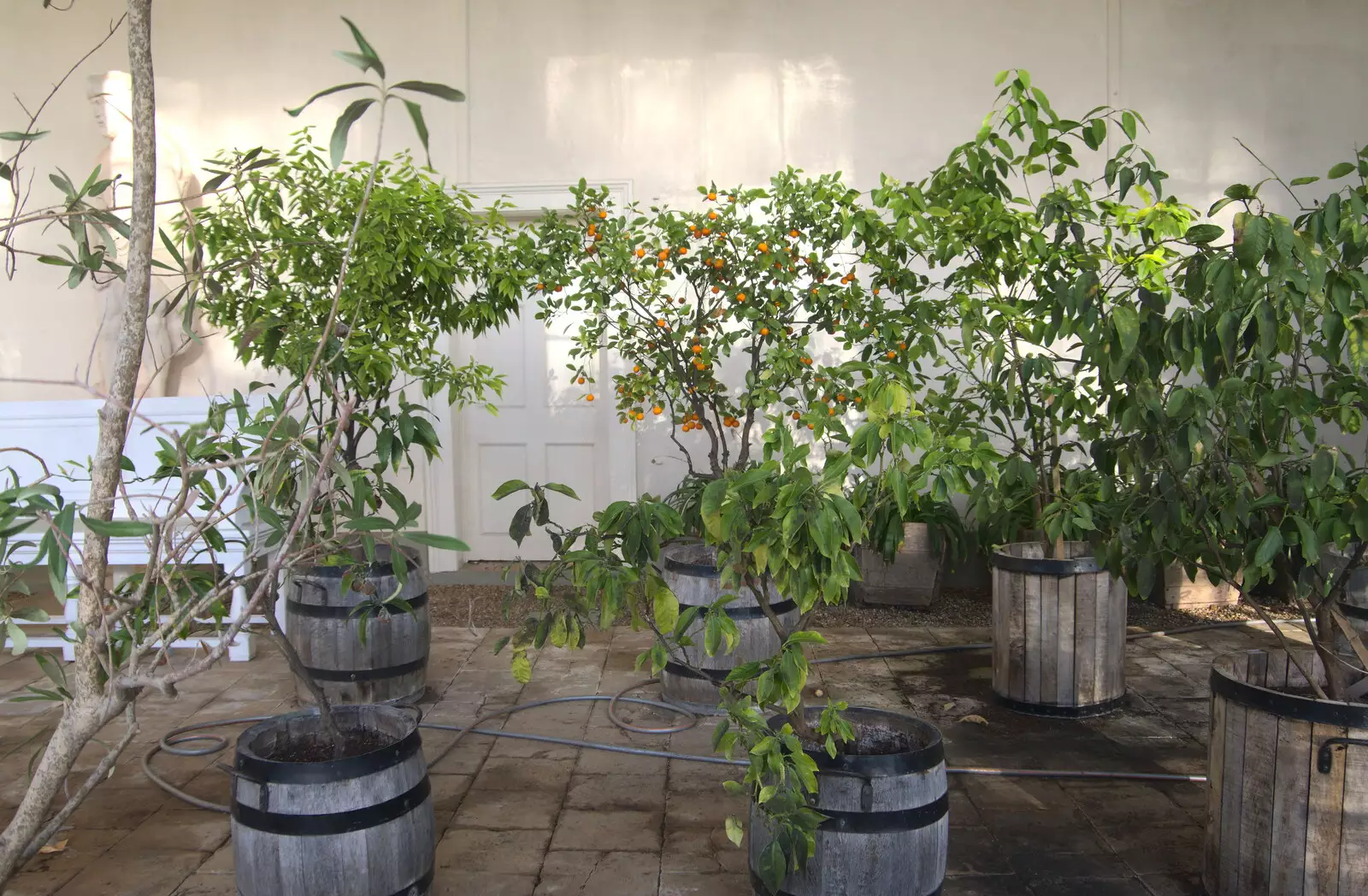 Inside the orangery, from A Visit to Blickling Hall, Aylsham, Norfolk - 9th January 2022