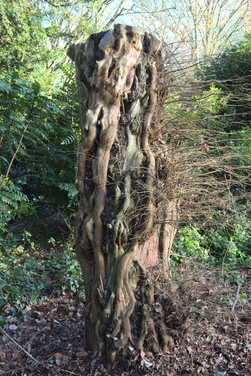 A curious gnarled tree trunk, from A Visit to Blickling Hall, Aylsham, Norfolk - 9th January 2022