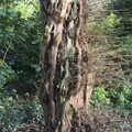 2022 A curious gnarled tree trunk