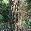 A curious gnarled tree trunk, A Visit to Blickling Hall, Aylsham, Norfolk - 9th January 2022