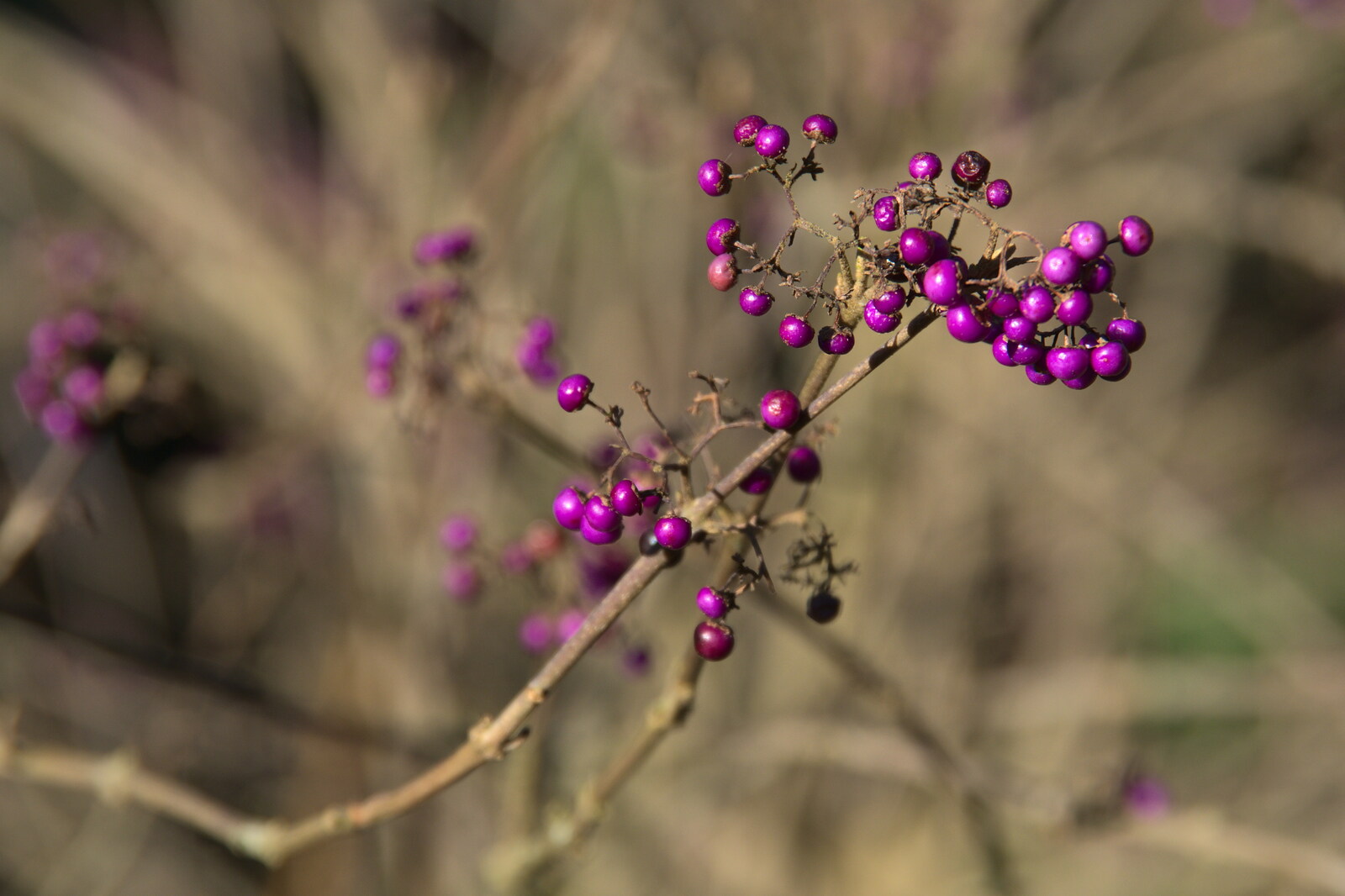 Bright purple berries from A Visit to Blickling Hall, Aylsham, Norfolk - 9th January 2022