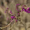 Bright purple berries, A Visit to Blickling Hall, Aylsham, Norfolk - 9th January 2022