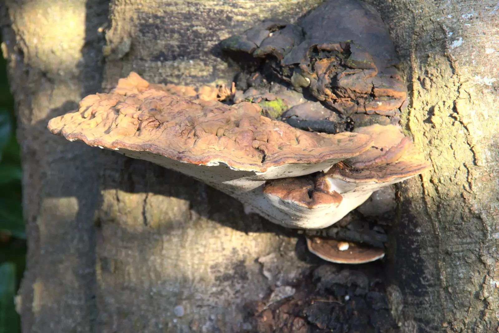 Chunky bracket fungus on a tree, from A Visit to Blickling Hall, Aylsham, Norfolk - 9th January 2022