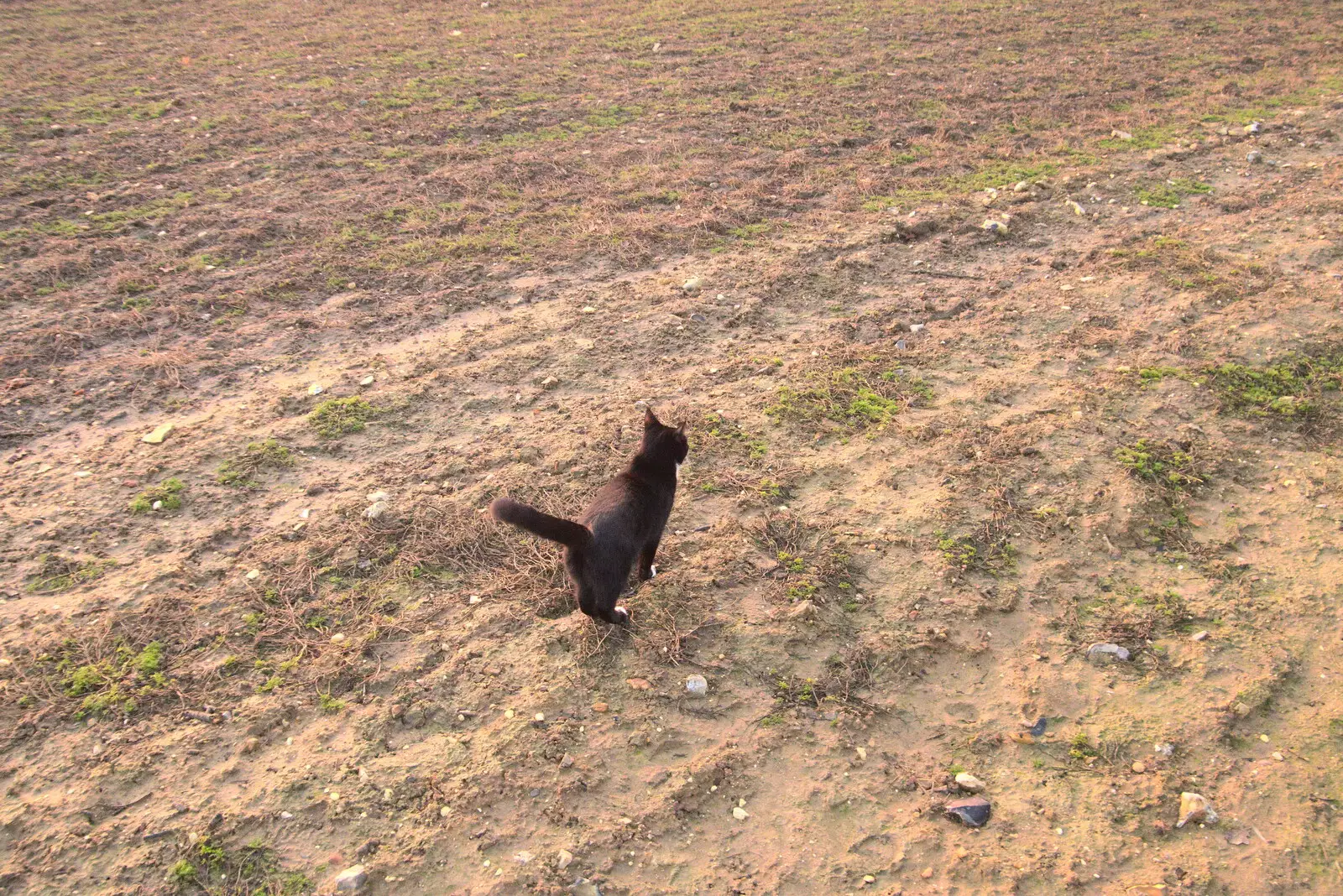 There's a kitten in the field, from A Visit to Blickling Hall, Aylsham, Norfolk - 9th January 2022