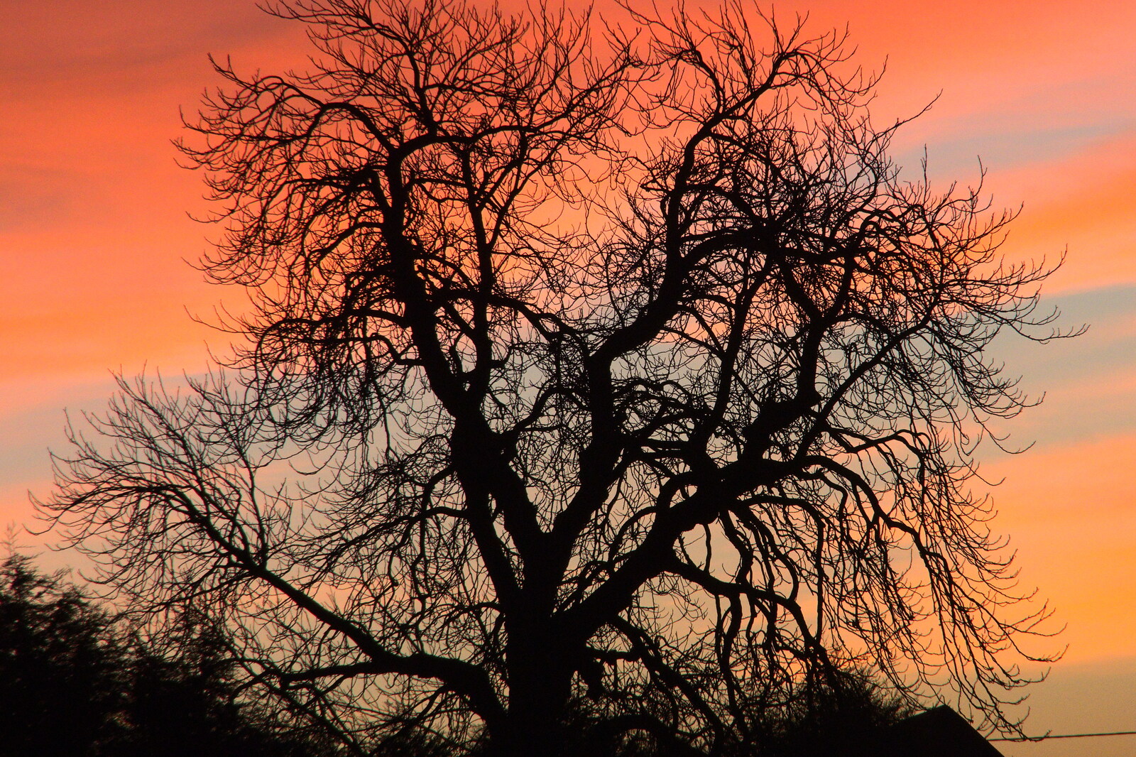 Burning sky through the bones of a tree from A Visit to Blickling Hall, Aylsham, Norfolk - 9th January 2022