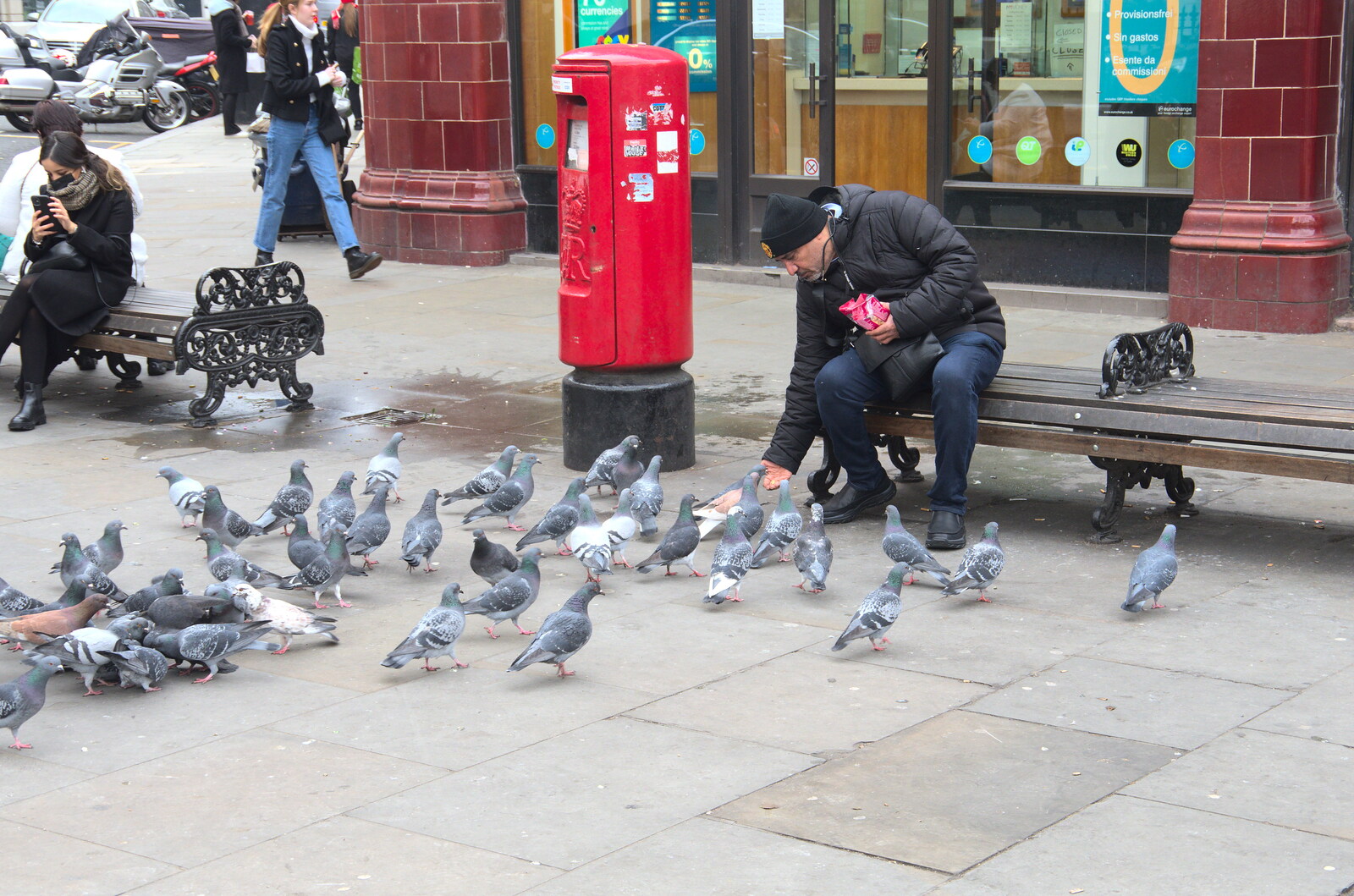 Some dude feeds the pigeons from A Trip to the Natural History Museum, Kensington, London - 15th January 2022