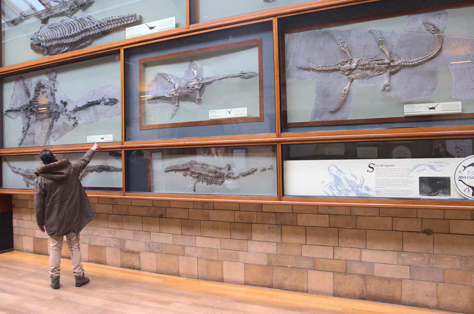 Fossil plesiosaurs on the wall, from A Trip to the Natural History Museum, Kensington, London - 15th January 2022