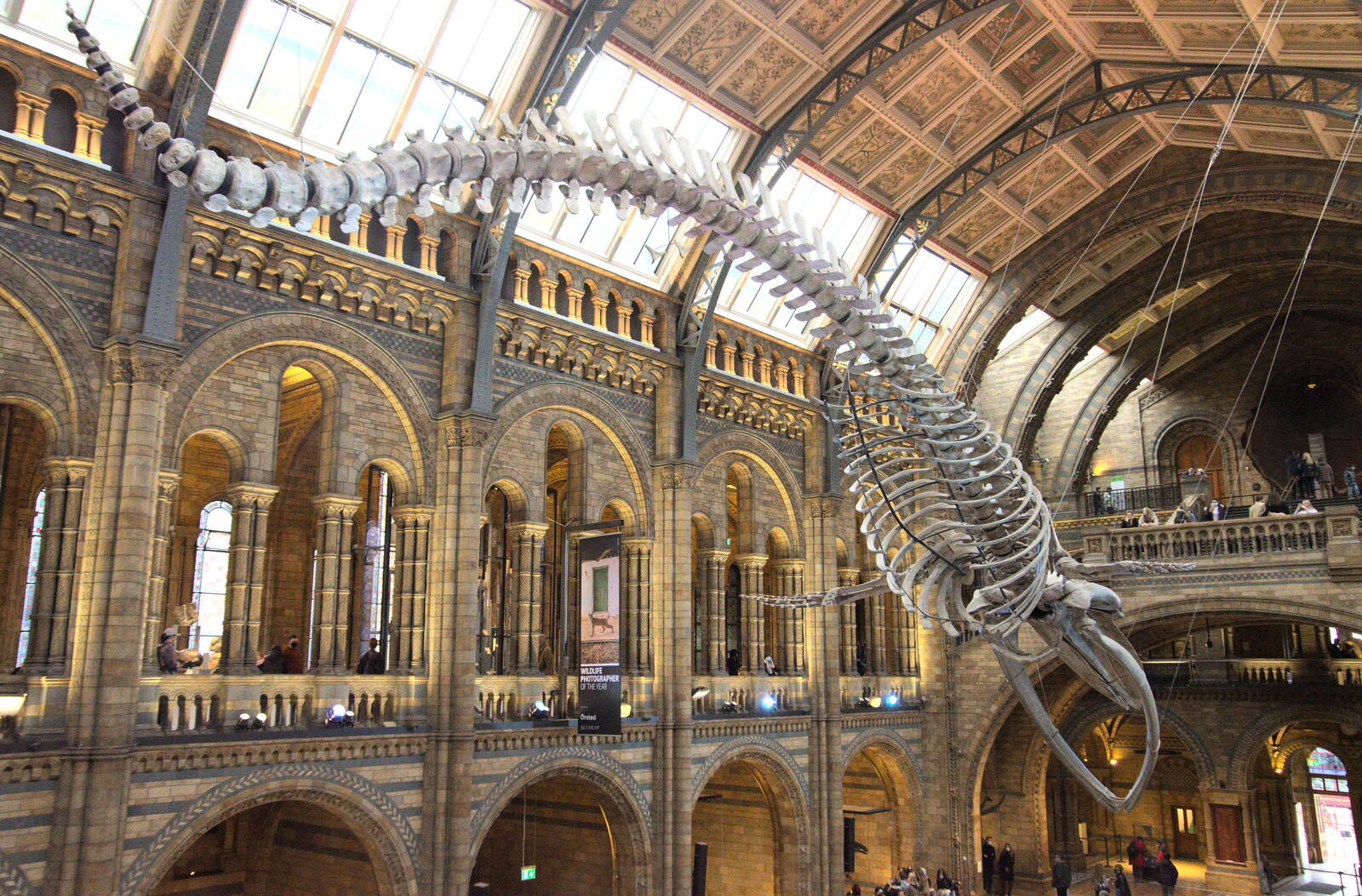 A view of the rear of the blue whal skeleton from A Trip to the Natural History Museum, Kensington, London - 15th January 2022