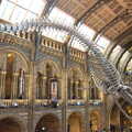 2022 A view of the rear of the blue whal skeleton