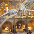 The head of the blue whale, A Trip to the Natural History Museum, Kensington, London - 15th January 2022