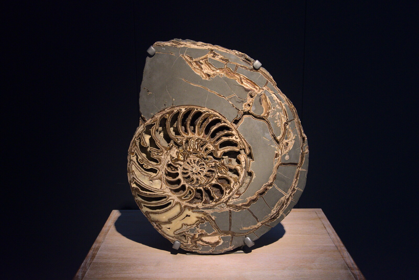 A sliced ammonite from A Trip to the Natural History Museum, Kensington, London - 15th January 2022