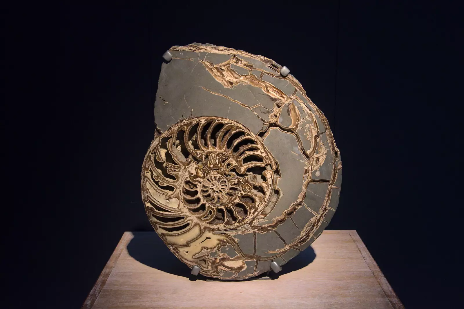 A sliced ammonite, from A Trip to the Natural History Museum, Kensington, London - 15th January 2022