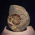 A sliced ammonite, A Trip to the Natural History Museum, Kensington, London - 15th January 2022