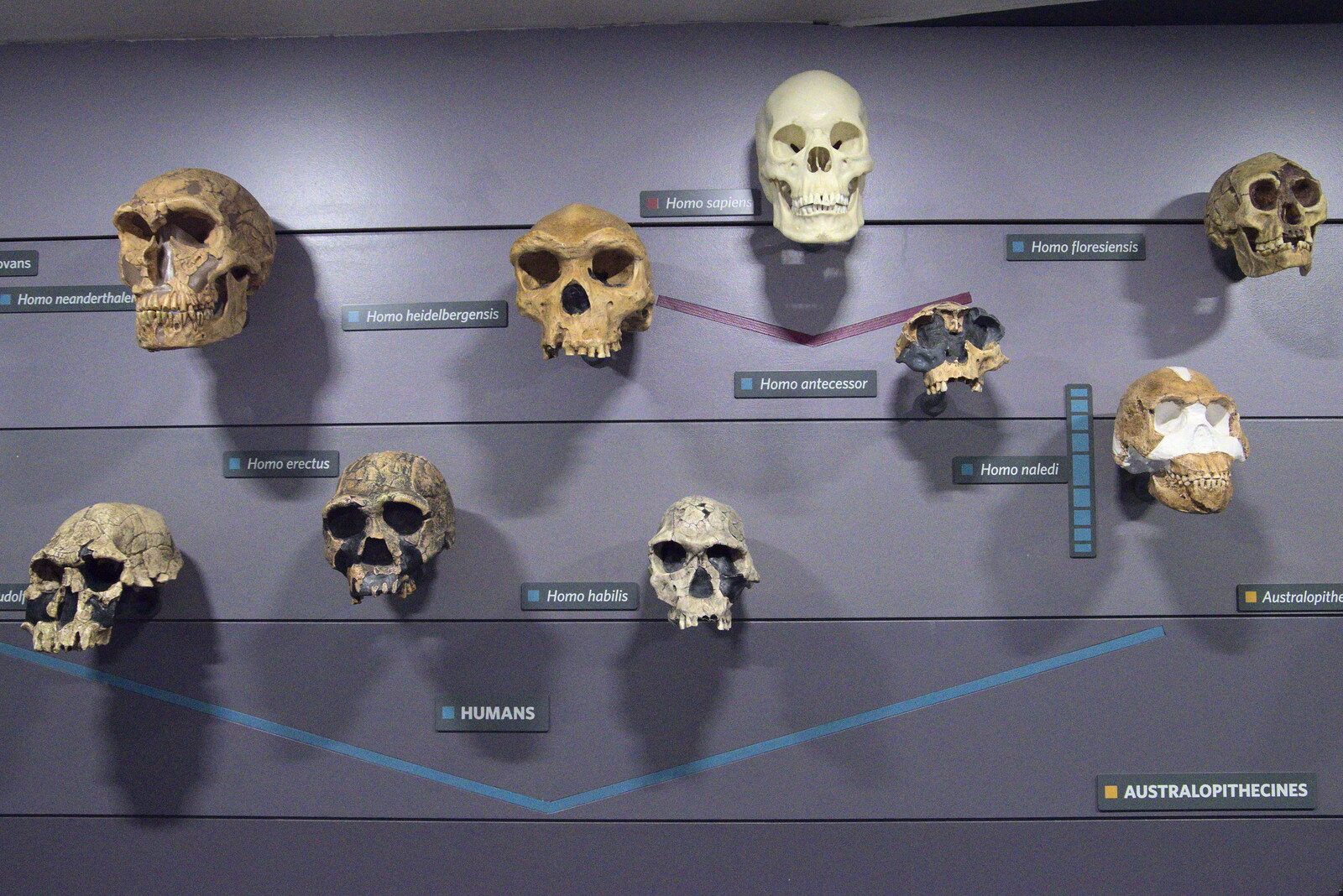 A collection of hominid skulls from A Trip to the Natural History Museum, Kensington, London - 15th January 2022